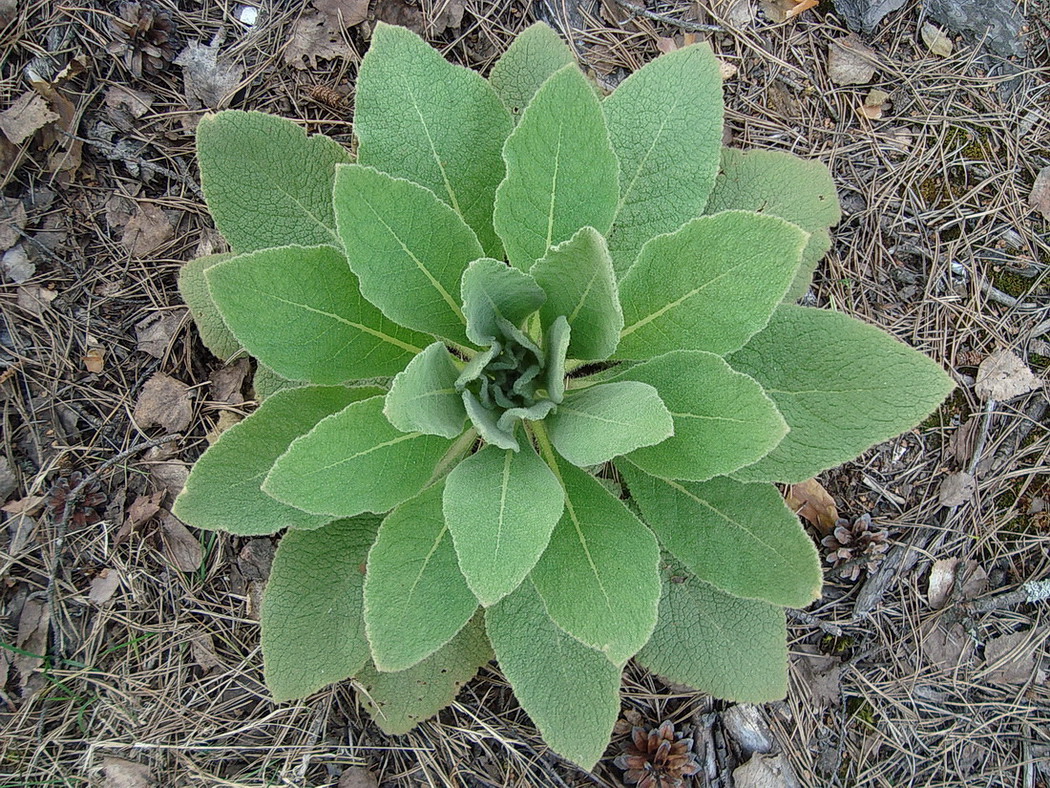 Изображение особи род Verbascum.