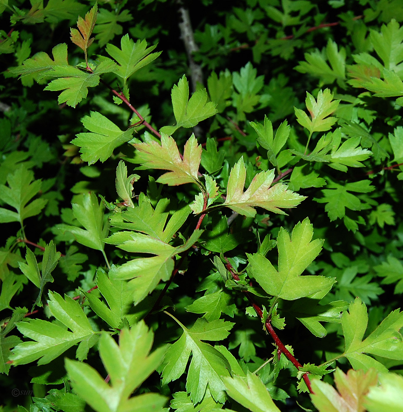 Image of Crataegus monogyna specimen.