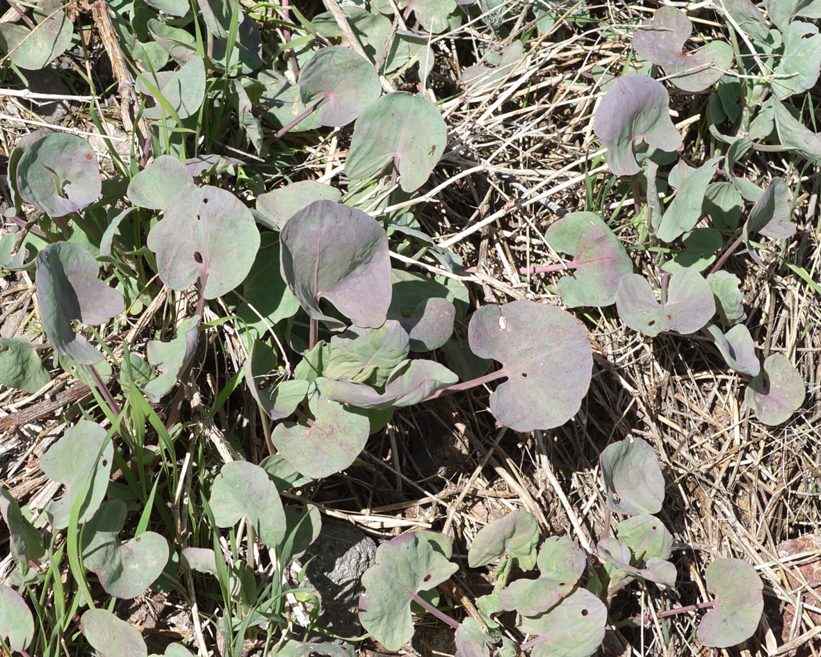 Image of Oxyria digyna specimen.