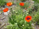 Papaver setiferum