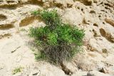 Acacia saligna. Вегетирующее растение на пляже. Израиль, Шарон, г. Герцлия, высокий берег Средиземного моря, подножие склона западной экспозиции. 07.05.2017.