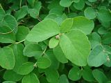 Symphoricarpos albus var. laevigatus