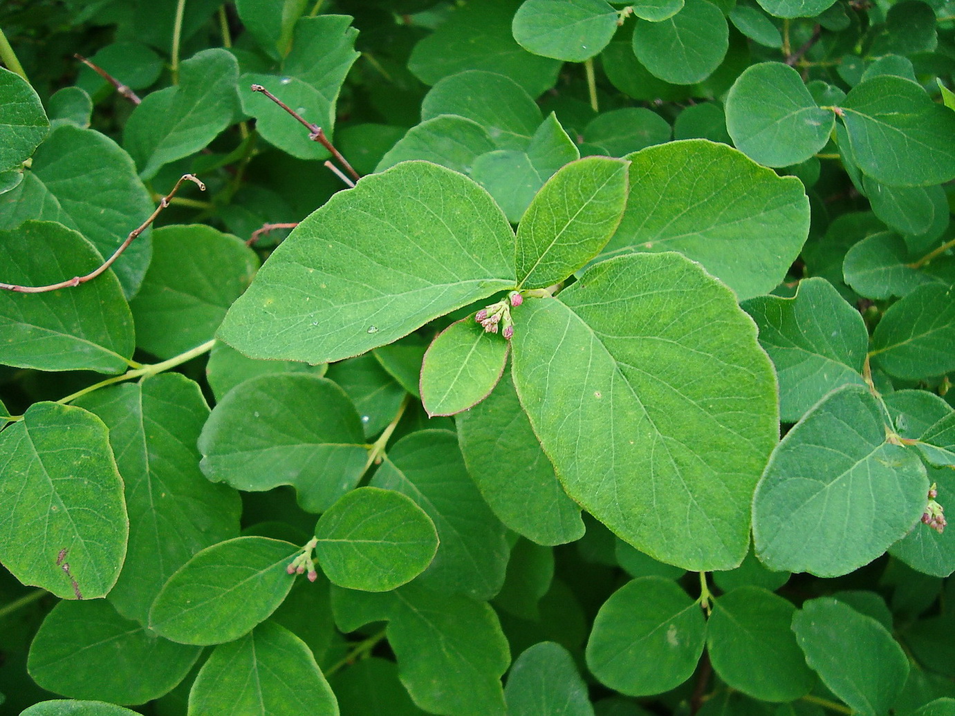 Image of Symphoricarpos albus var. laevigatus specimen.