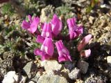 Oxytropis czukotica. Цветки и бутоны. Магаданская обл., окр. г. Магадан, пос. Снежная Долина, водораздел в бассейне р. Дукча, кустарничково-лишайниковые кедровые стланики. 11.06.2017.