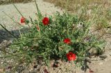 Glaucium corniculatum