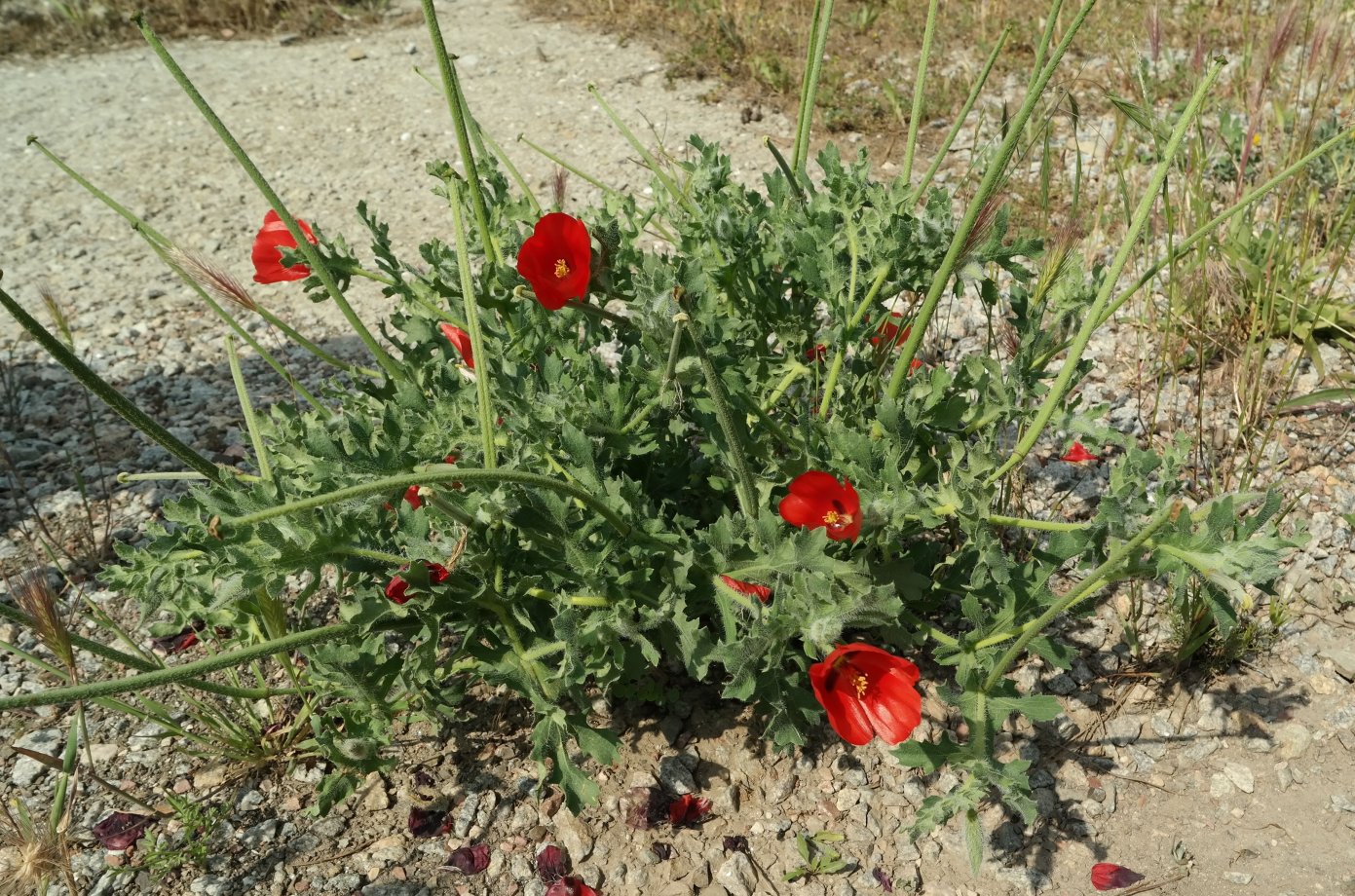 Image of Glaucium corniculatum specimen.