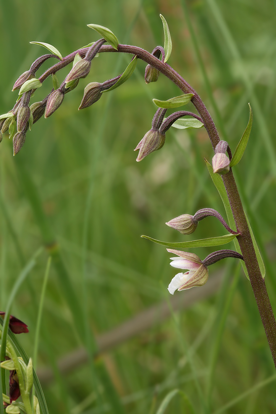 Изображение особи Epipactis palustris.