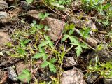 Geranium sibiricum. Ветвь цветущего растения. Московская обл., ж.-д. станция Люберцы-2, у ж.-д. полотна. 18.07.2017.