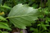 Betula pendula