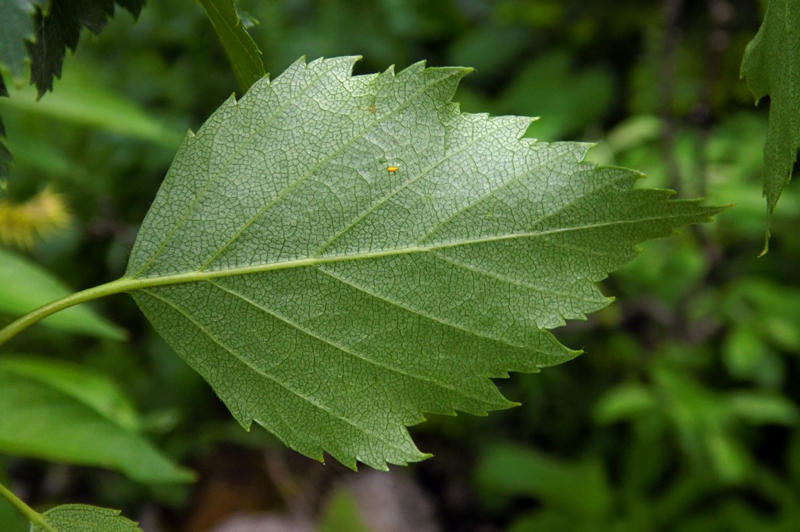 Изображение особи Betula pendula.