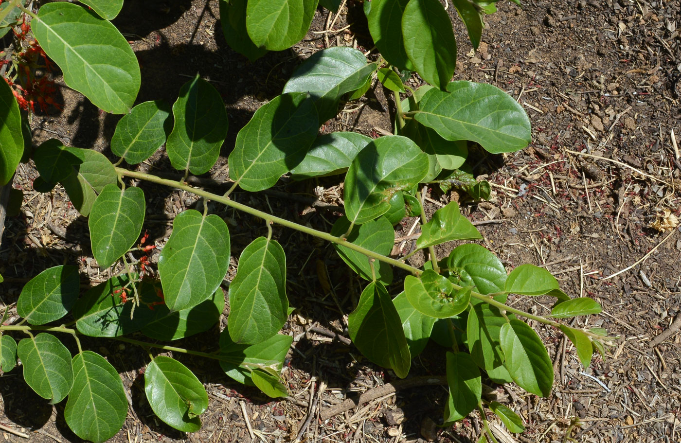 Image of Combretum microphyllum specimen.