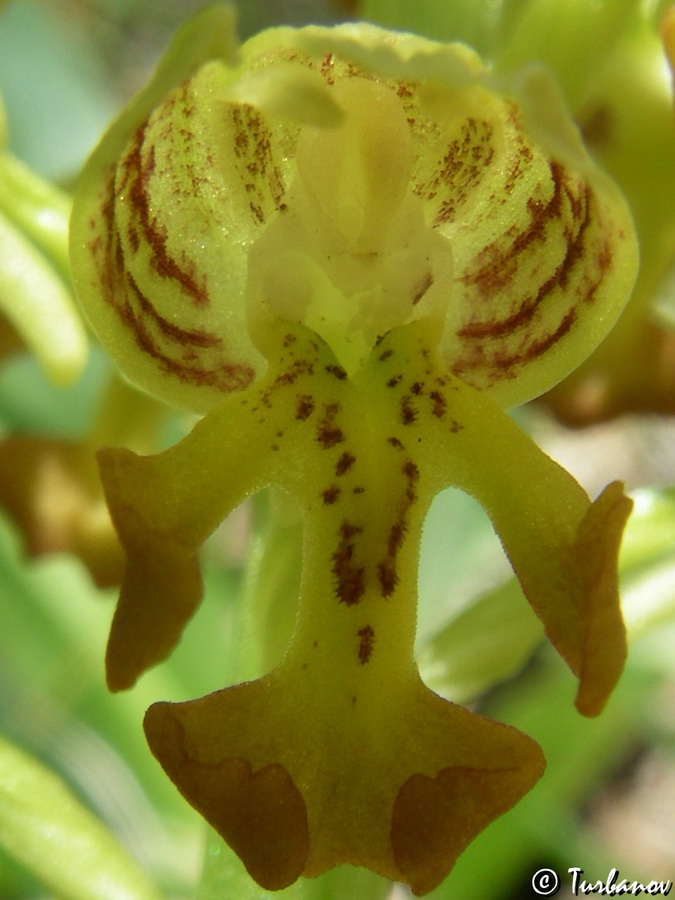 Image of Orchis punctulata specimen.