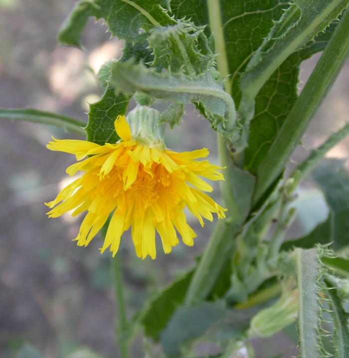 Image of Sonchus arvensis specimen.