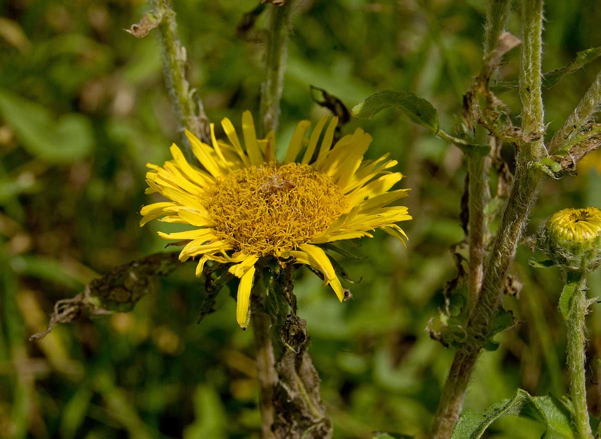 Изображение особи Inula britannica.