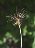 Cosmos sulphureus