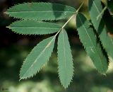 Sorbus domestica