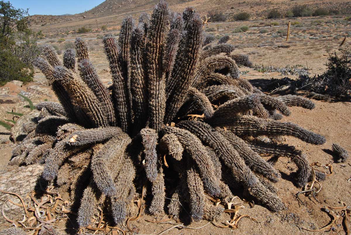 Изображение особи Euphorbia pillansii.