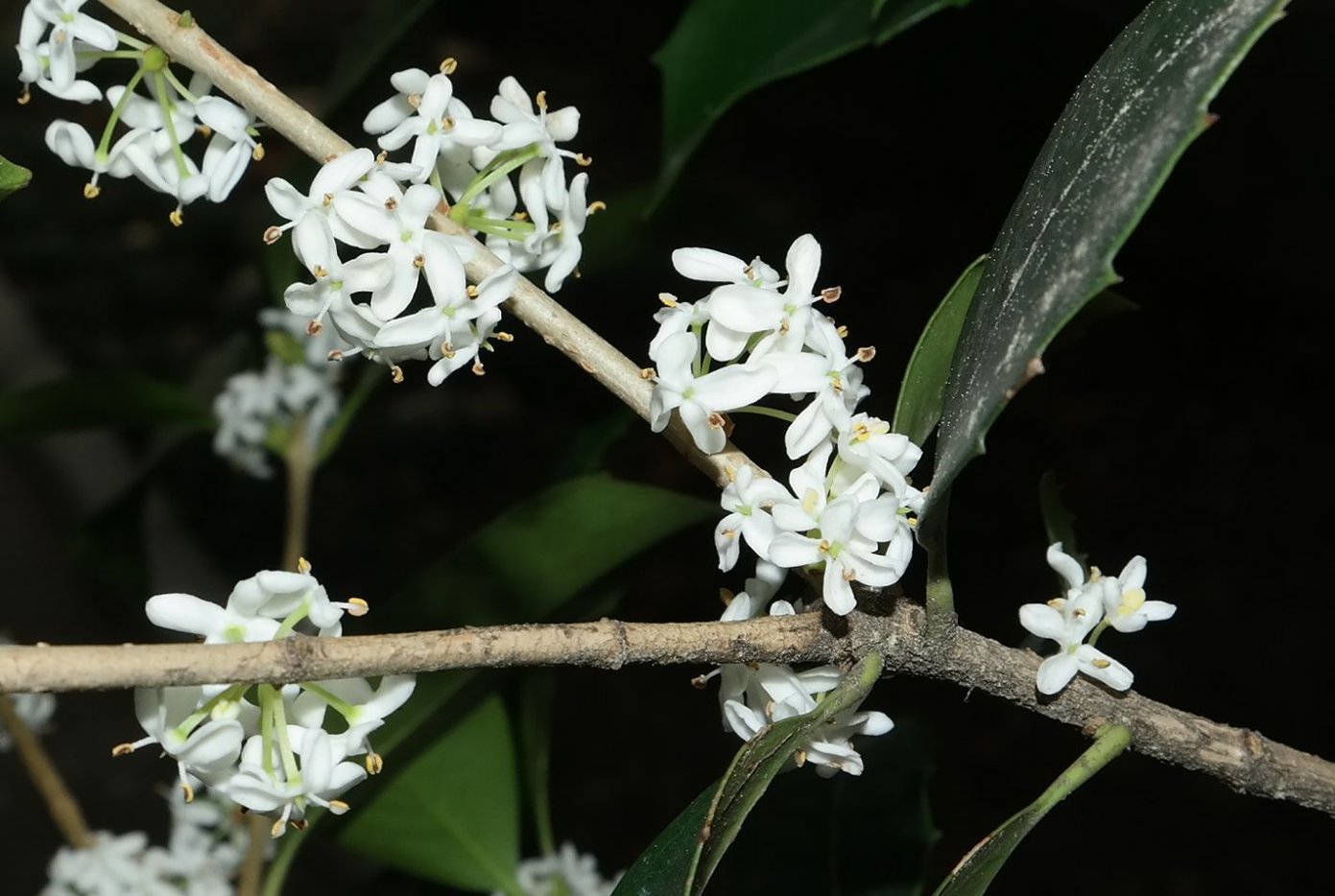 Image of Osmanthus &times; fortunei specimen.