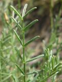 Astragalus ucrainicus