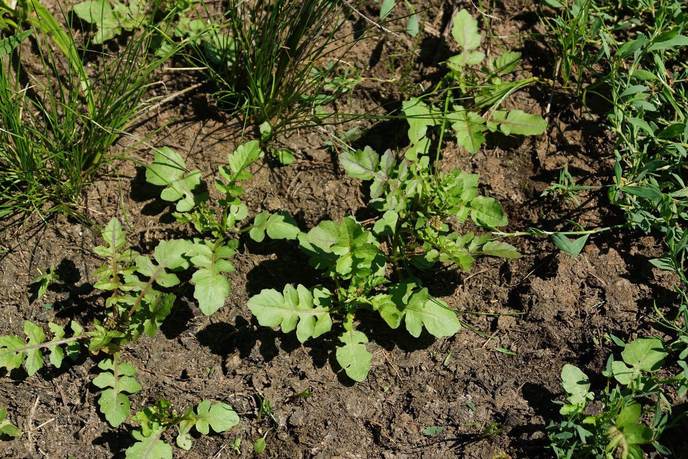 Image of Rorippa palustris specimen.