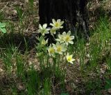 Pulsatilla orientali-sibirica. Цветущие растения. Иркутская обл., Шелеховский р-н, окр. с. Введенщина, сосновый лес. 16.05.2017.