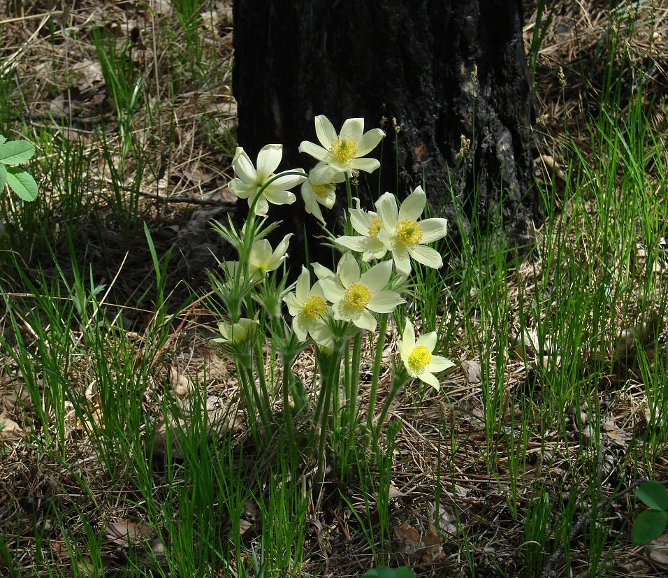 Изображение особи Pulsatilla orientali-sibirica.