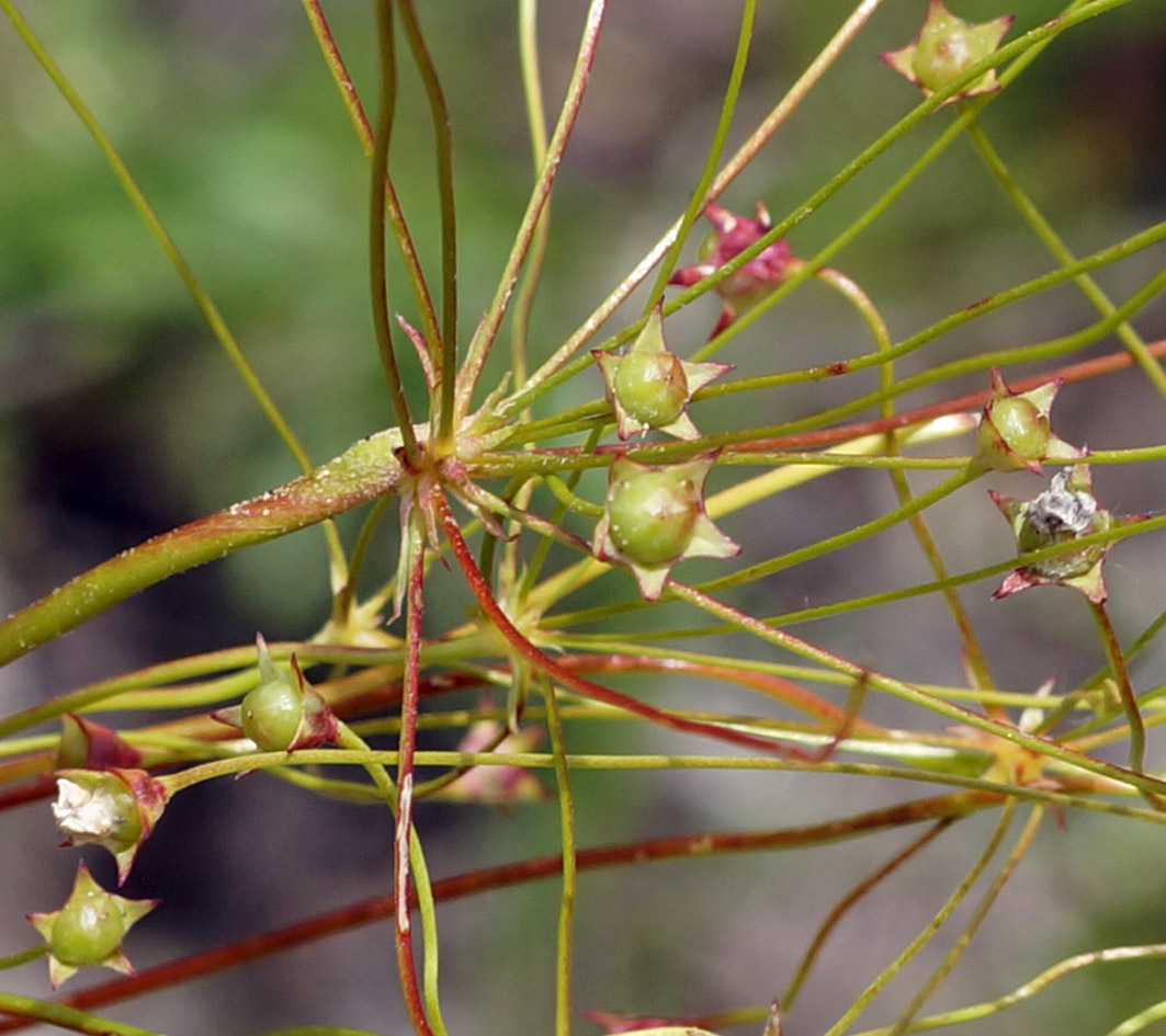 Image of genus Androsace specimen.