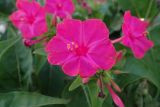 Mirabilis jalapa
