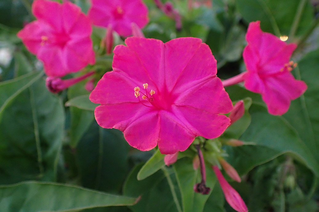 Image of Mirabilis jalapa specimen.