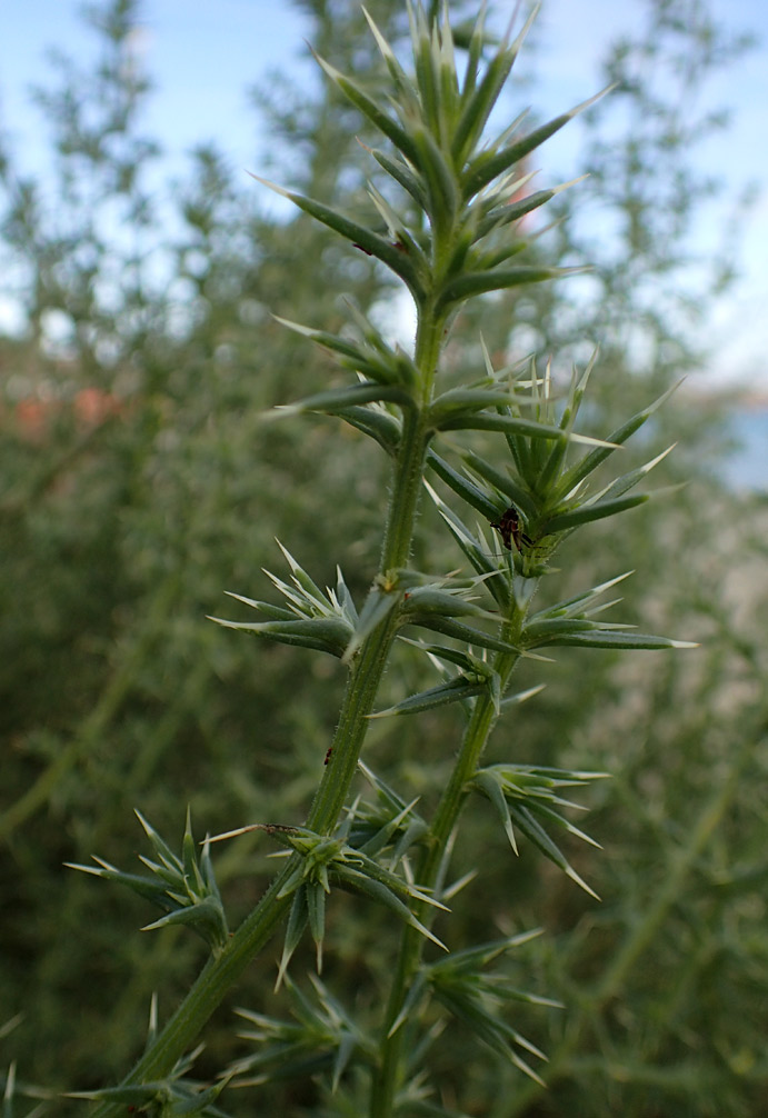 Изображение особи Salsola tragus.