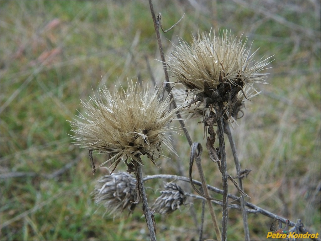 Image of genus Jurinea specimen.