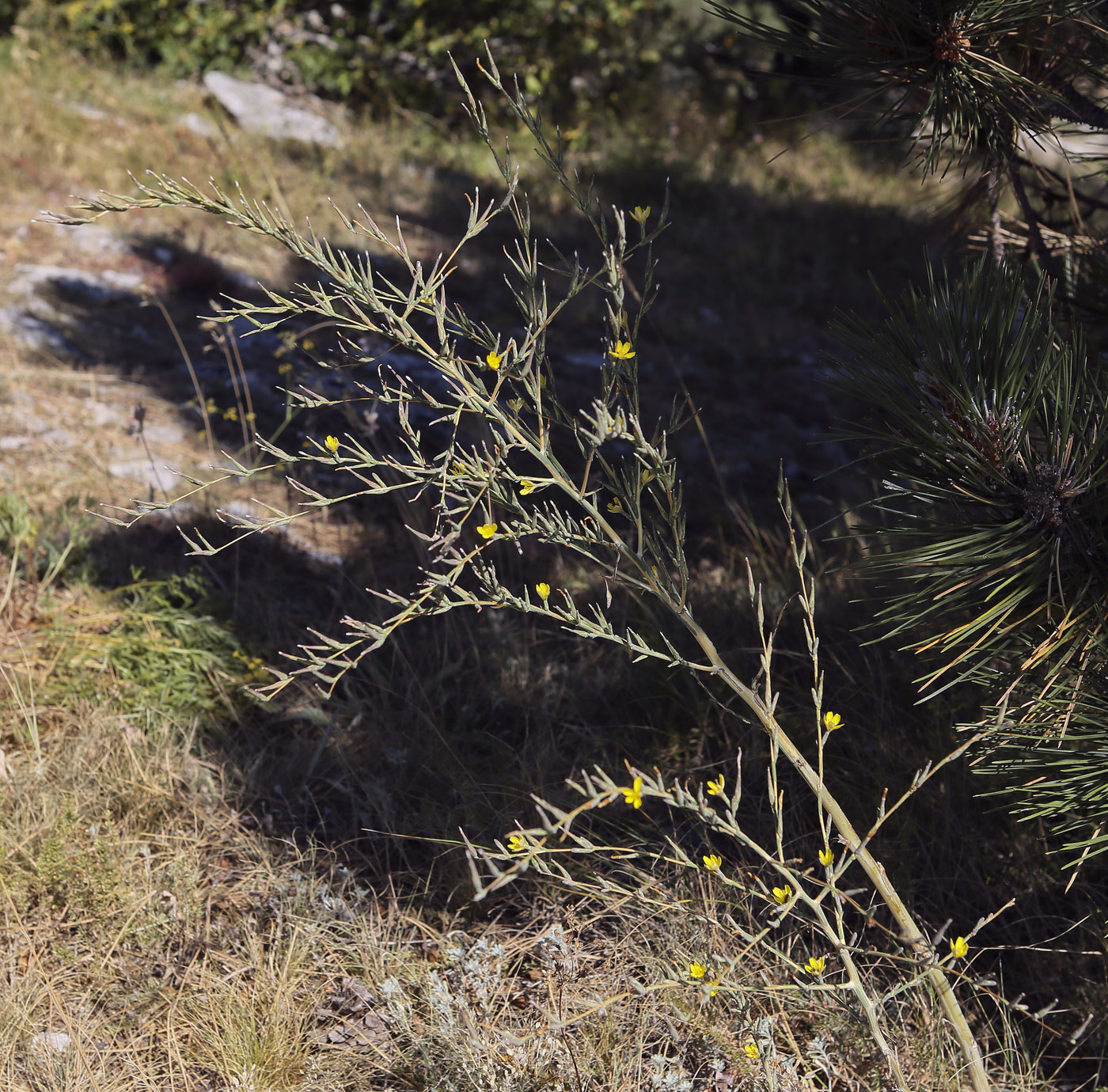 Image of Scariola viminea specimen.