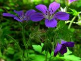 Geranium sylvaticum. Верхушка цветущего растения; видны цветки, бутоны и отцвётший цветок. Беларусь, Гродненская обл., Новогрудский р-н, Кошелевский сельсовет, окр. дер. Чемеровка, Рутковский пригорок, опушка дубравы орешниково-разнотравной. 23.05.2017.