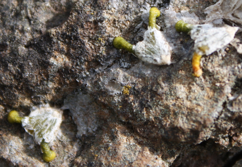 Image of Viscum album specimen.