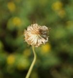 Scabiosa ochroleuca