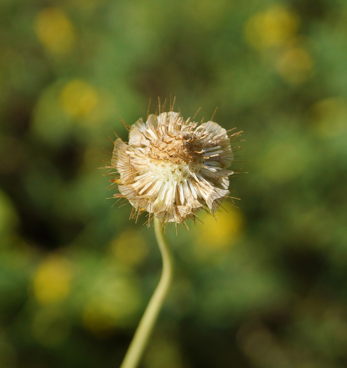 Image of Scabiosa ochroleuca specimen.