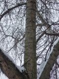 Populus × rasumowskiana. Средняя часть ствола и ветви покоящегося взрослого дерева. Москва, в культуре. 21.01.2018.