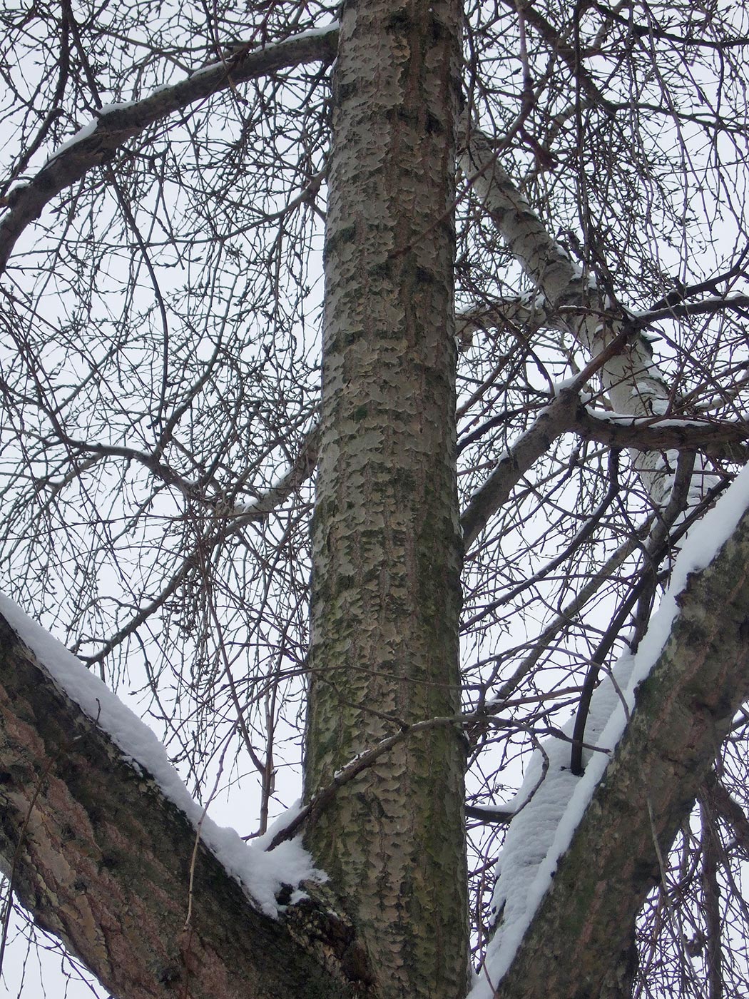 Image of Populus × rasumowskiana specimen.