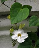 Thunbergia grandiflora