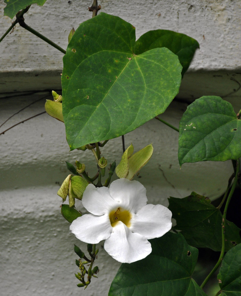 Image of Thunbergia grandiflora specimen.