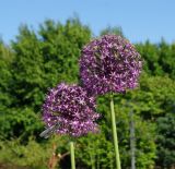 род Allium