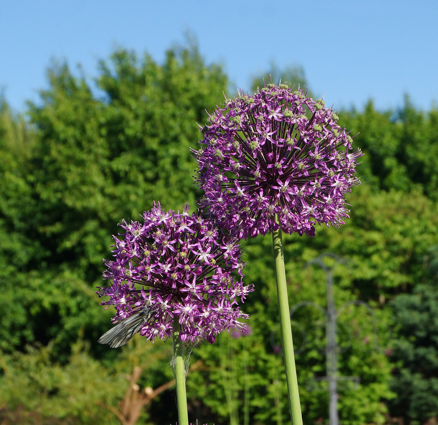 Image of genus Allium specimen.