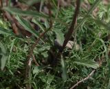 Erysimum substrigosum. Нижняя часть побега. Северная Осетия, верхняя часть Куртатинского ущелья, окр. селения Верхний Фиагдон. 06.05.2010.