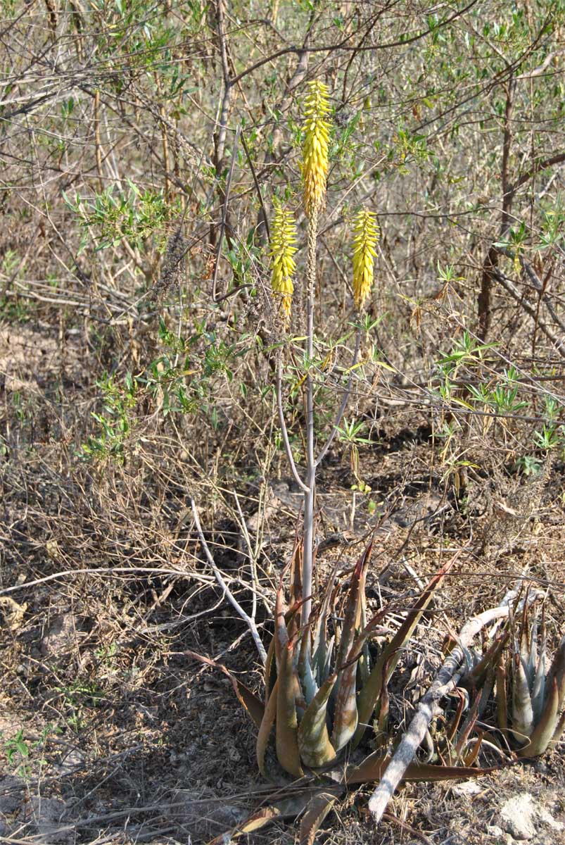 Image of Aloe vera specimen.