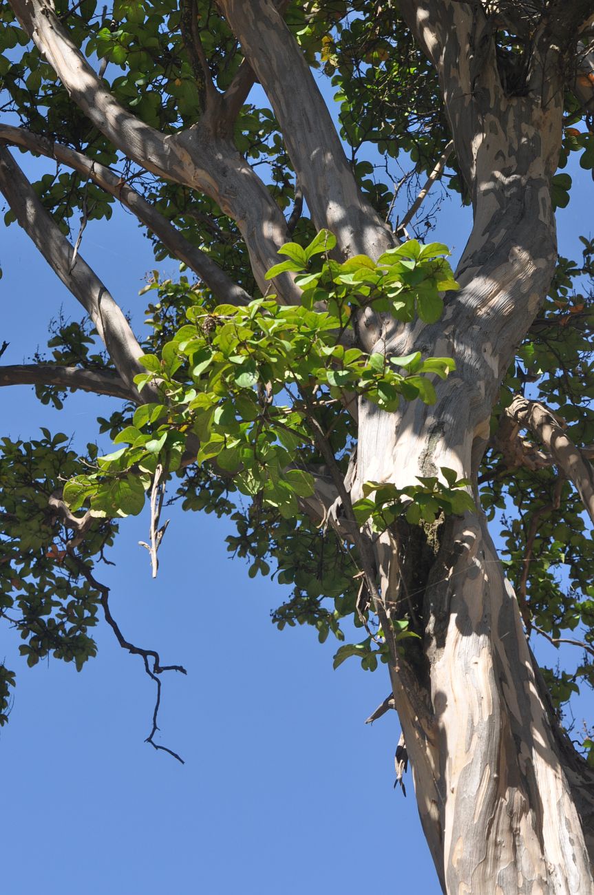 Image of Lagerstroemia indica specimen.