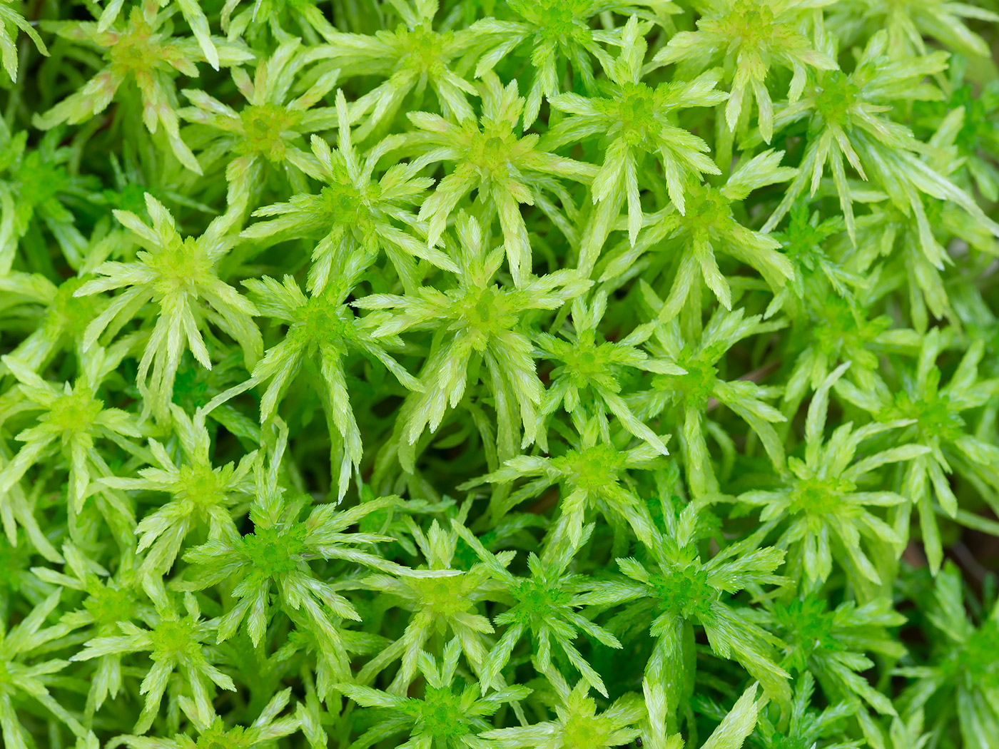 Изображение особи Sphagnum girgensohnii.