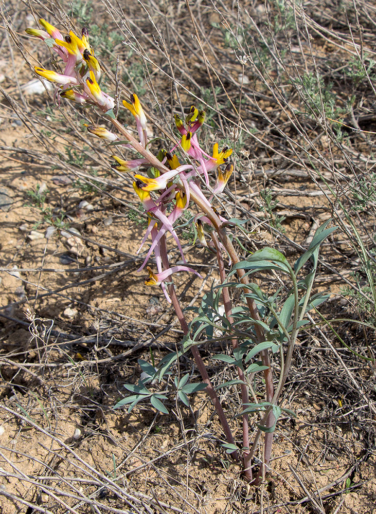 Image of Corydalis ainae specimen.