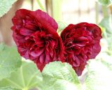 Alcea rosea