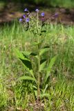 Pulmonaria mollis