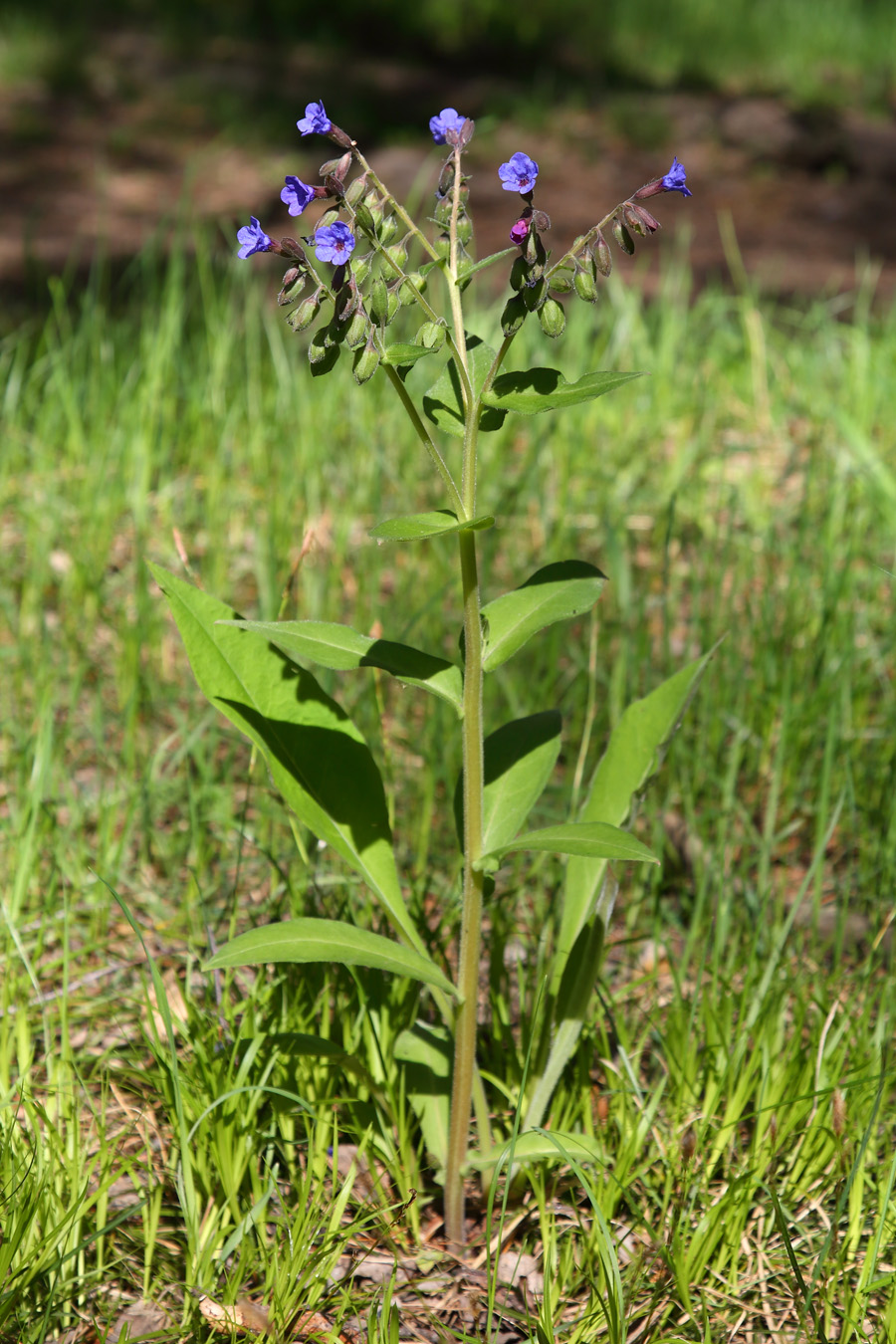 Изображение особи Pulmonaria mollis.